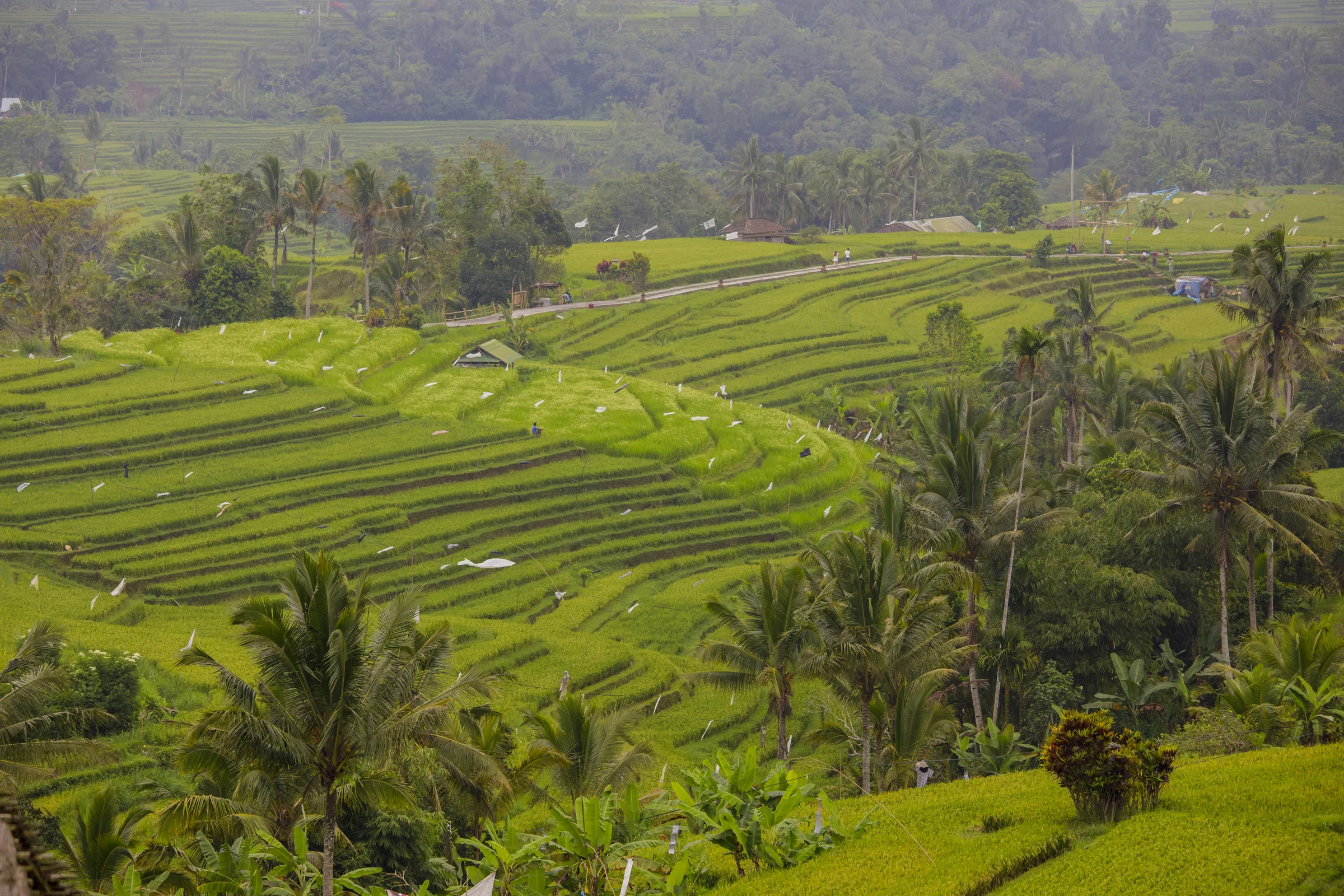 The Jatiluwih rice terraces in Bali, green paddies stepping down a hillside among palm trees