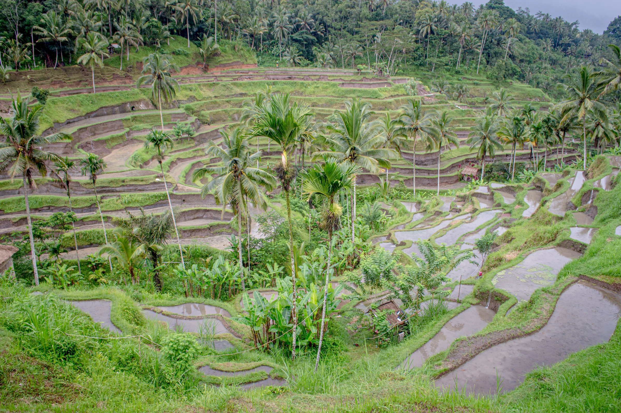 Water-filled rice terraces and coconut palms on the slopes of Tegallalang