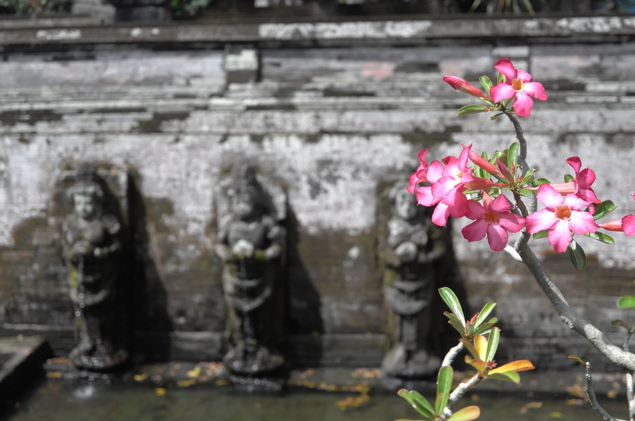 Carved stone figures and pink blossoms beside still water at The Mansion Resort and Spa, Ubud