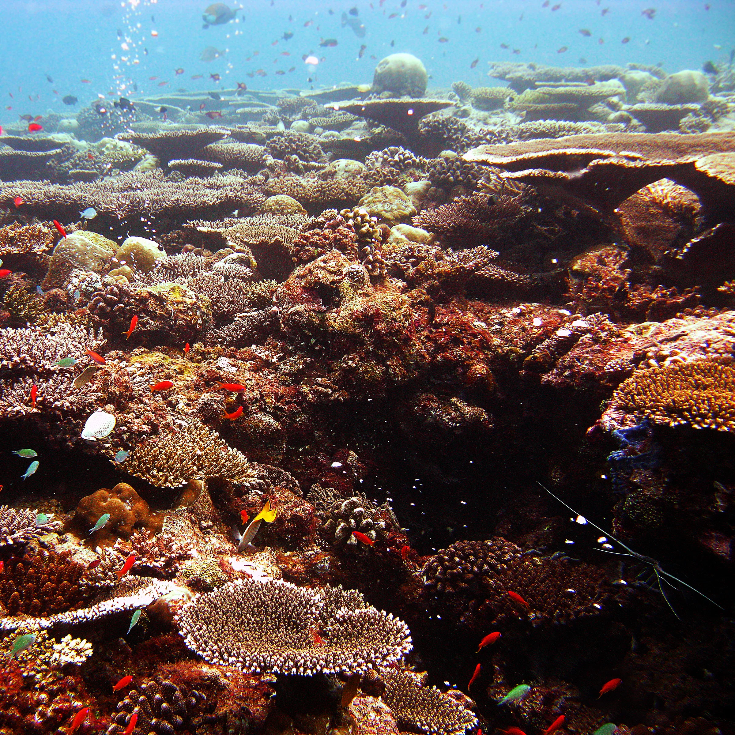 Table corals and reef fish on a Maldivian coral reef