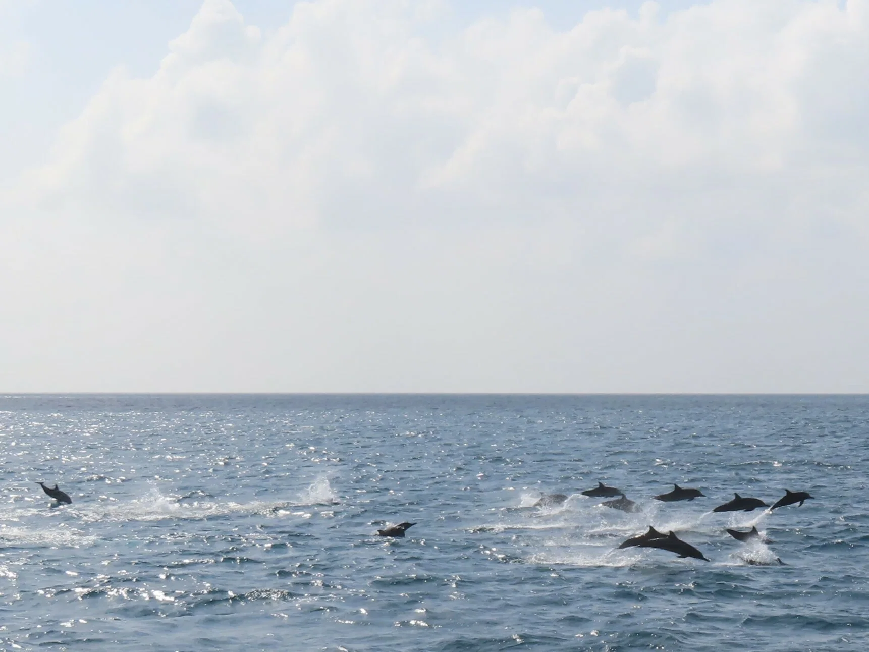 A pod of spinner dolphins leaping across the open sea