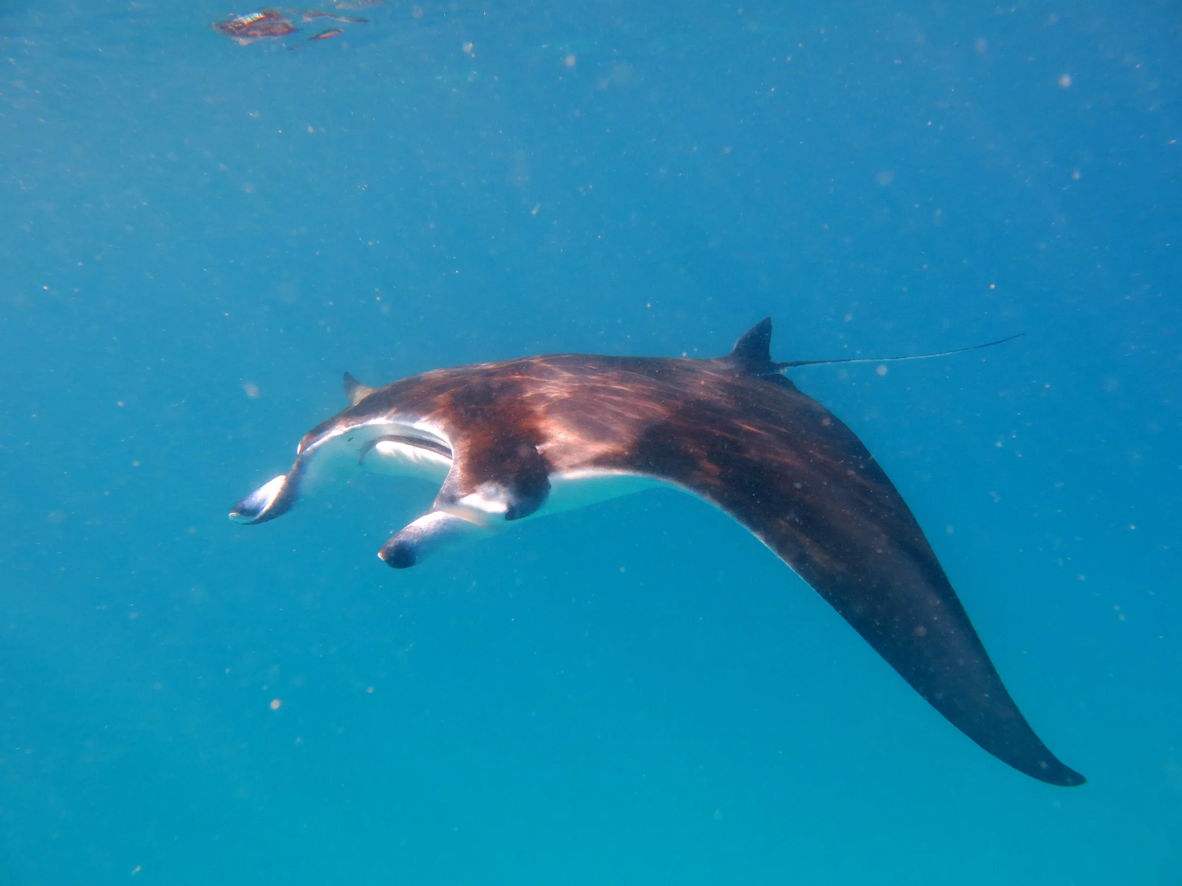 A reef manta ray gliding through blue water in Baa Atoll
