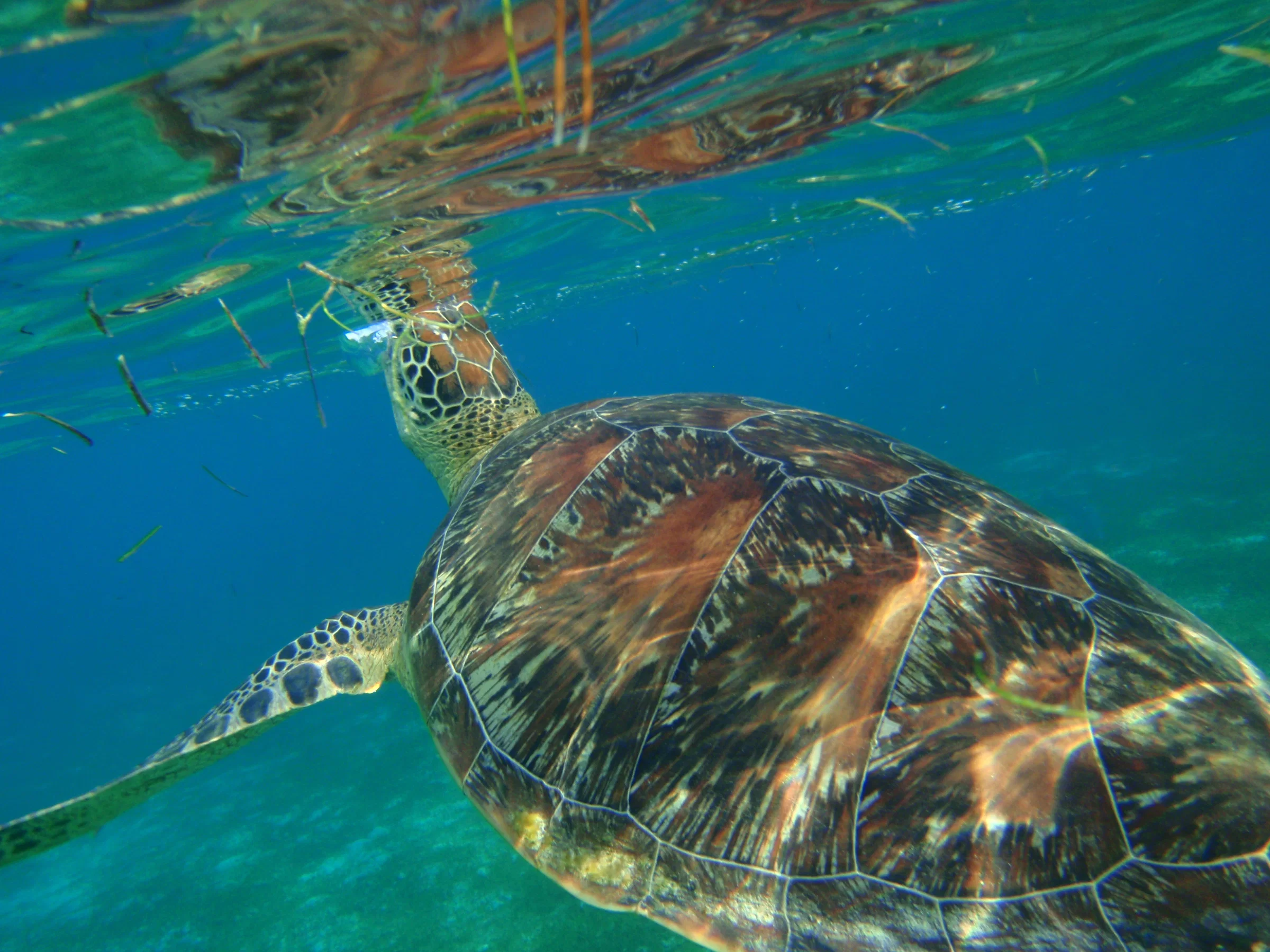 A green turtle swimming just below the surface over seagrass
