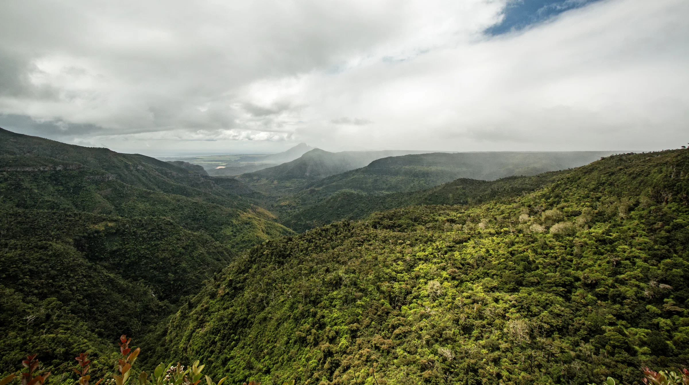 The forested valleys of Black River Gorges National Park from the Gorges viewpoint