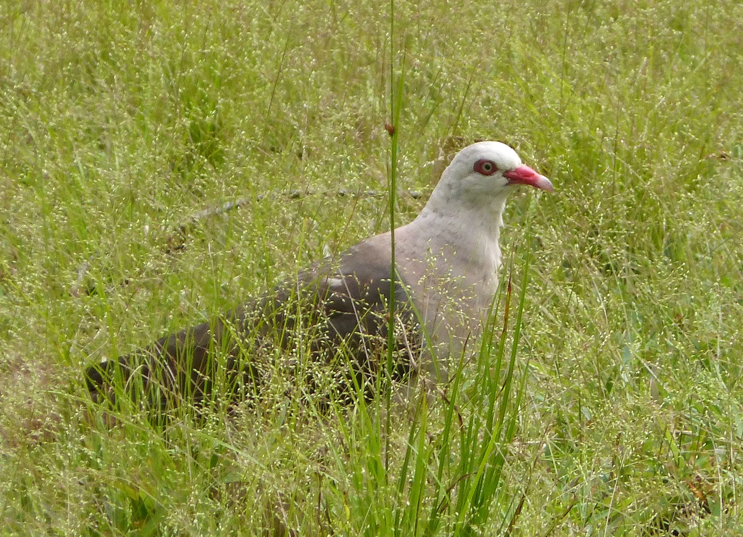 A pink pigeon, one of the endemic birds of Mauritius, photographed in Black River Gorges National Park