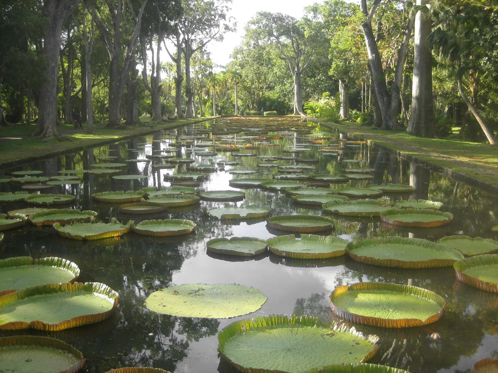 Giant water lilies (Victoria amazonica) in the Pamplemousses botanical garden