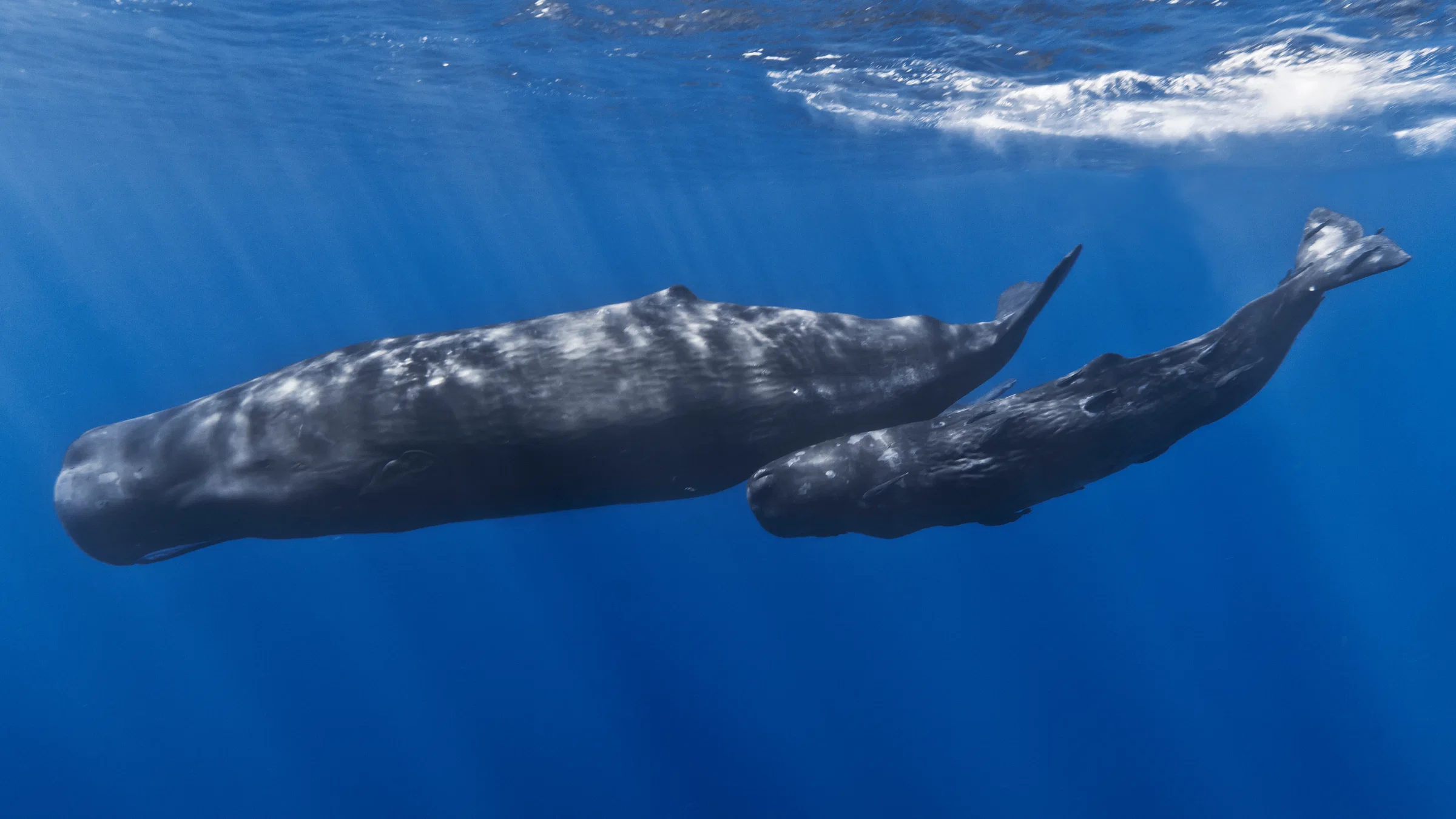 A mother sperm whale and her calf off the coast of Mauritius