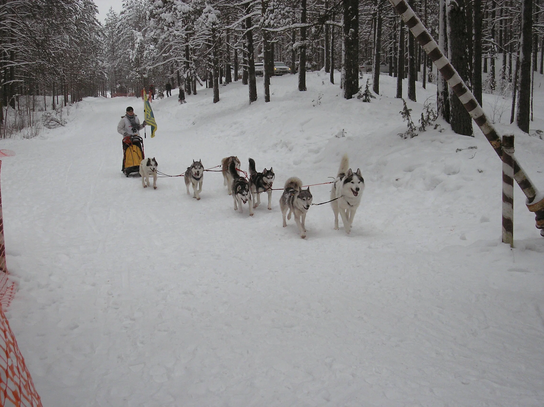 A team of huskies pulling a sled along a snowy forest trail in Karelia