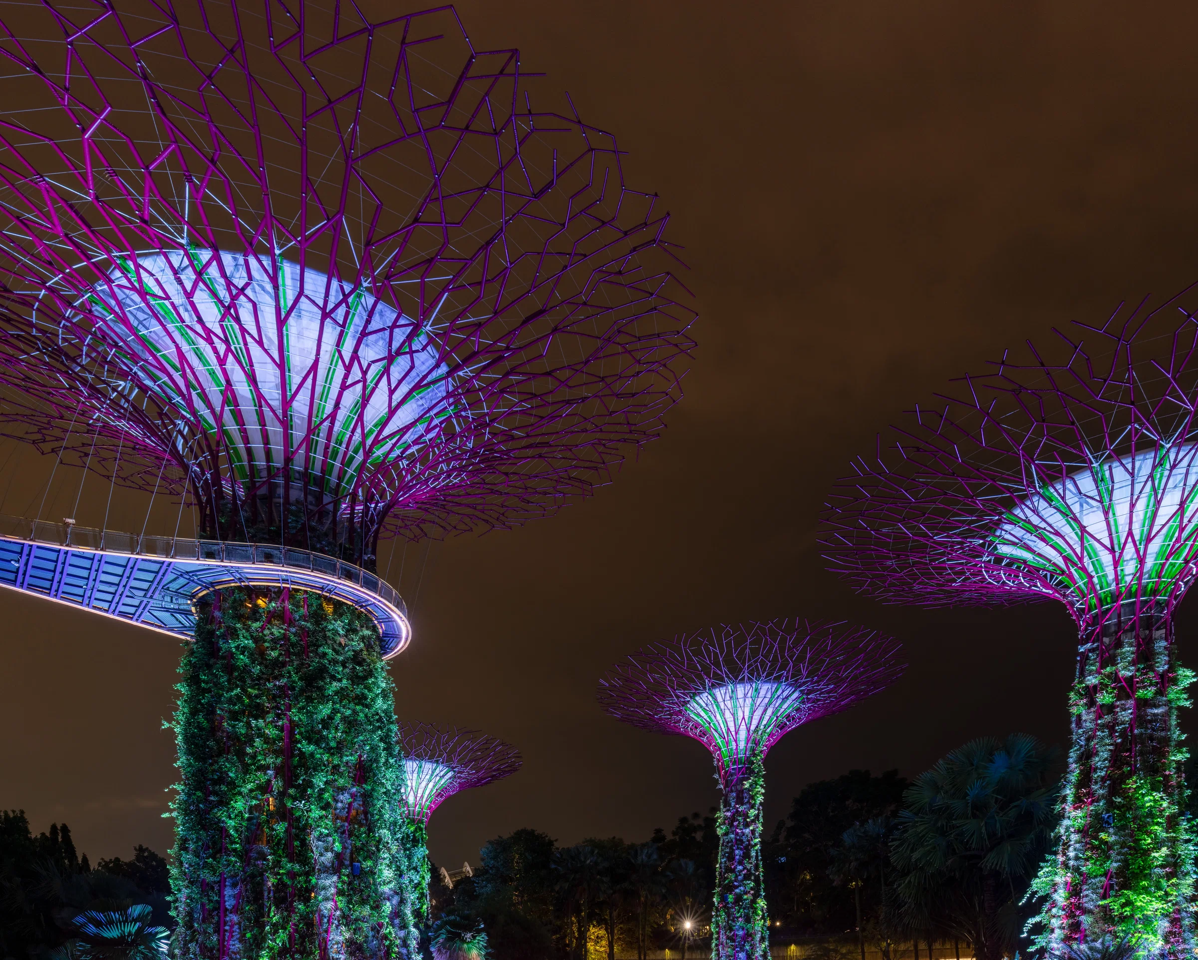 Supertrees lit in violet at night in Gardens by the Bay, with the OCBC Skyway curving between them