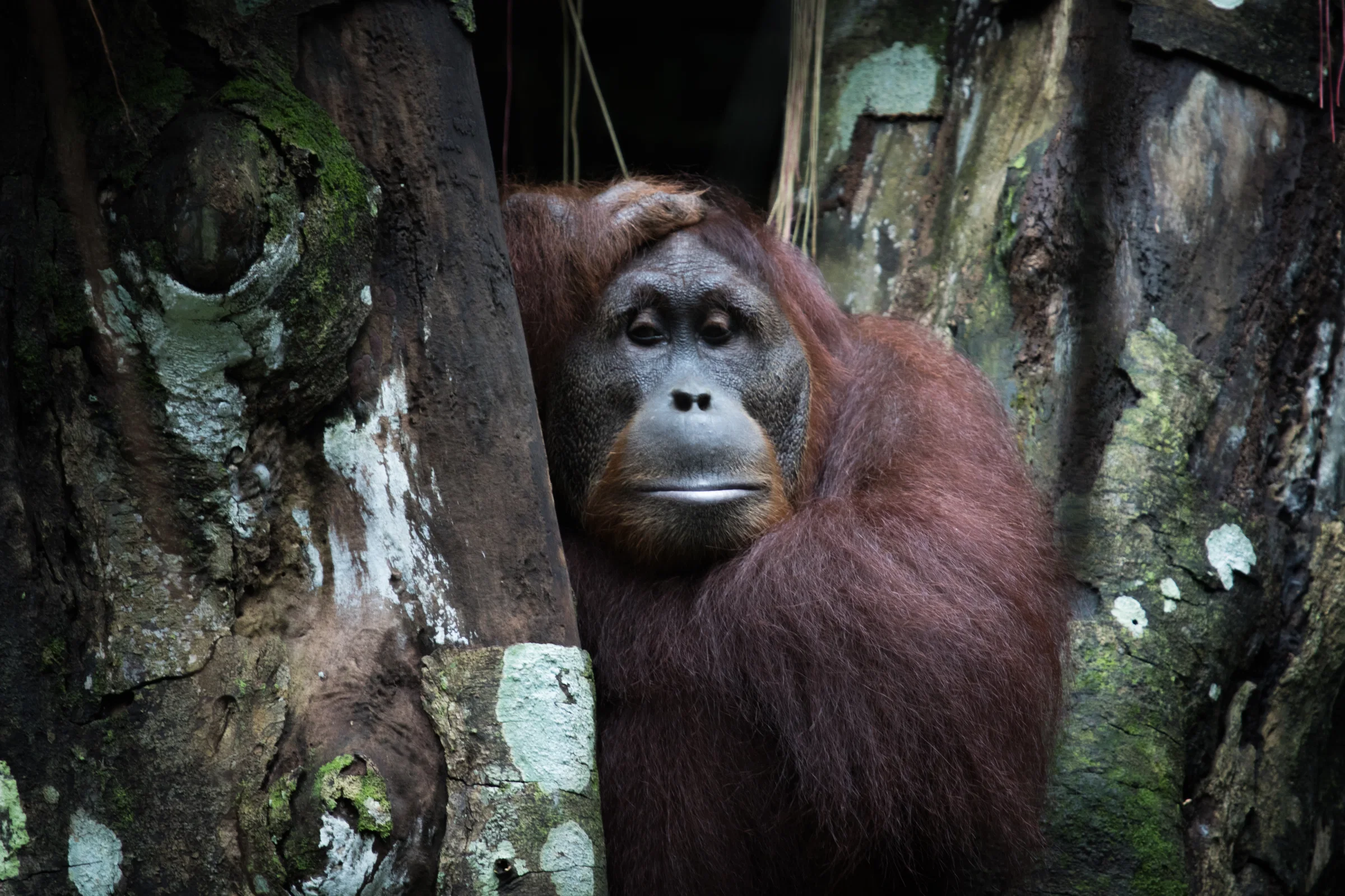 A Sumatran orangutan resting among tree trunks at Singapore Zoo