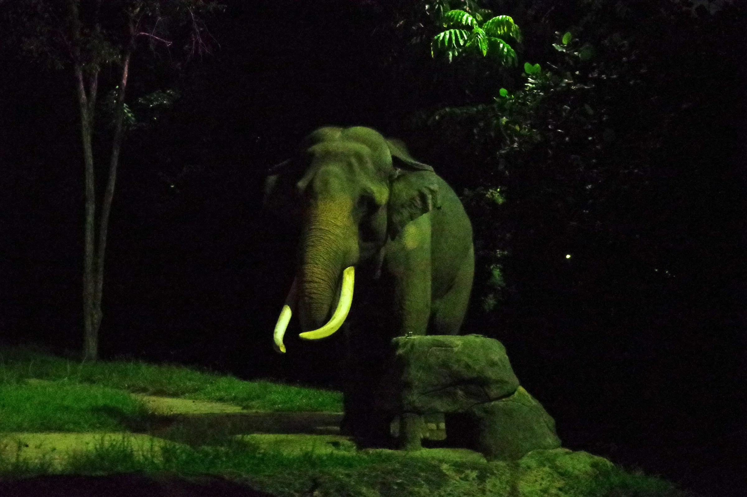An Asian elephant with long tusks under soft lighting at night in the Night Safari, Singapore