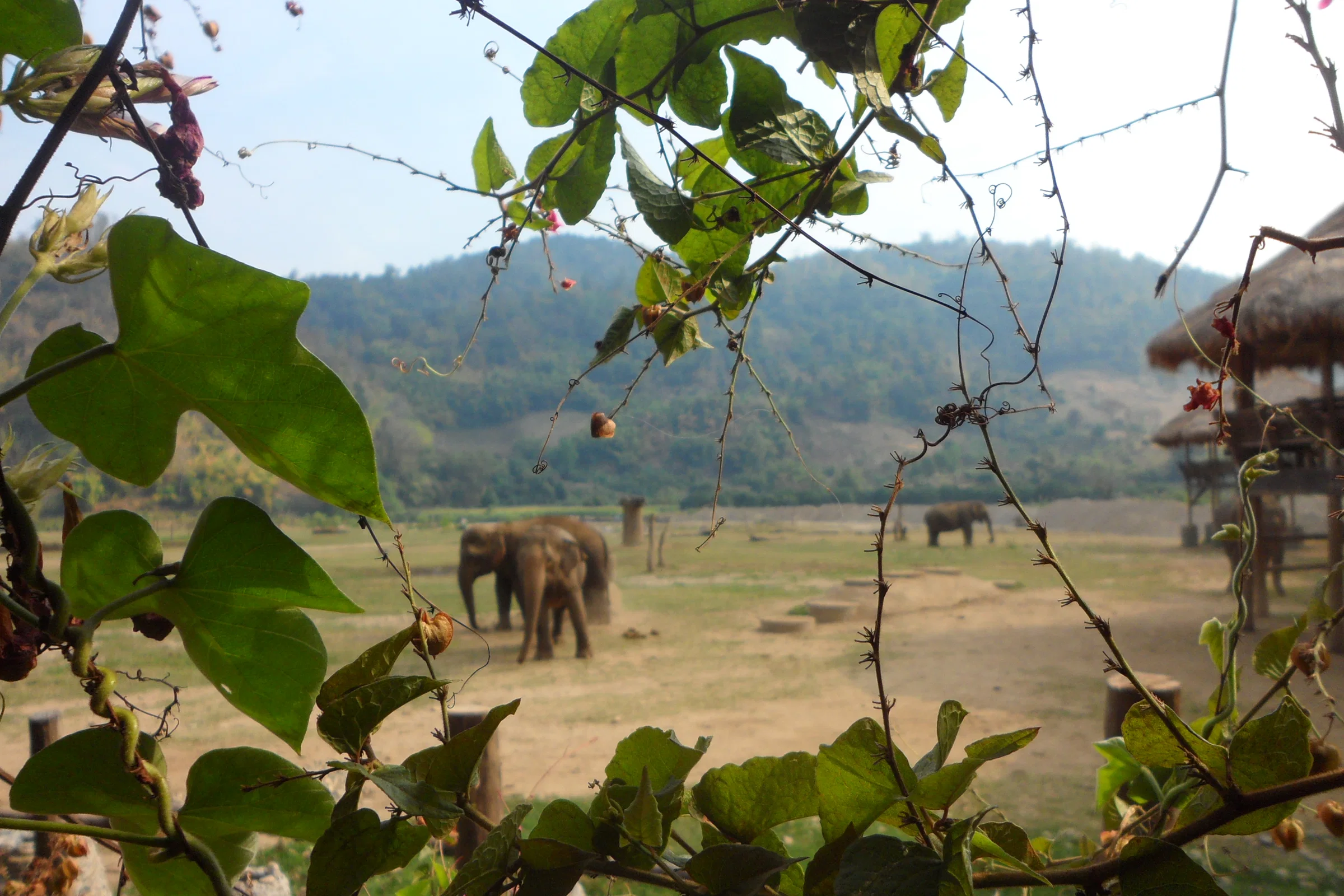 The herd at Elephant Nature Park in a green valley near Chiang Mai