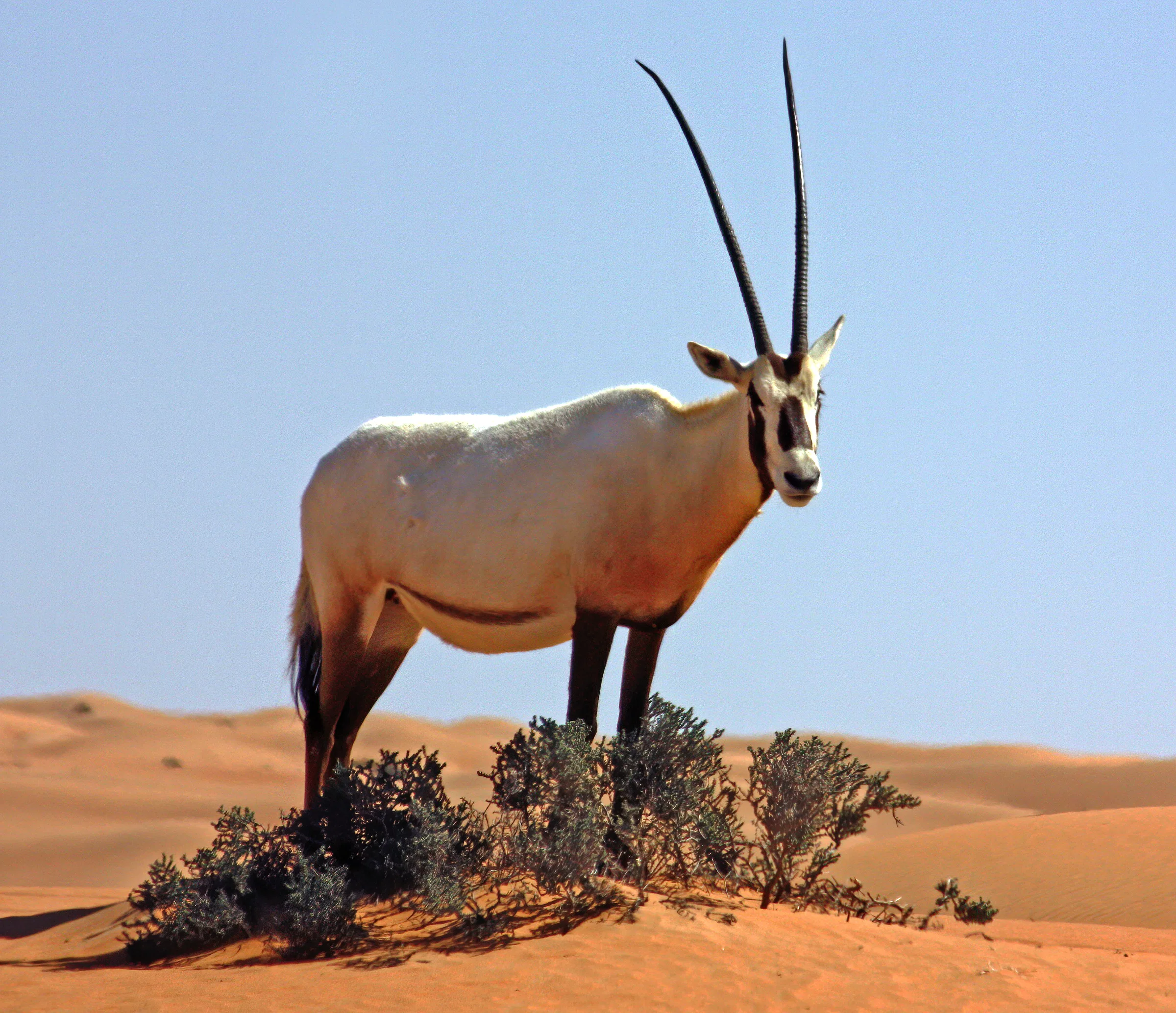 An Arabian oryx on the dunes of the Dubai Desert Conservation Reserve