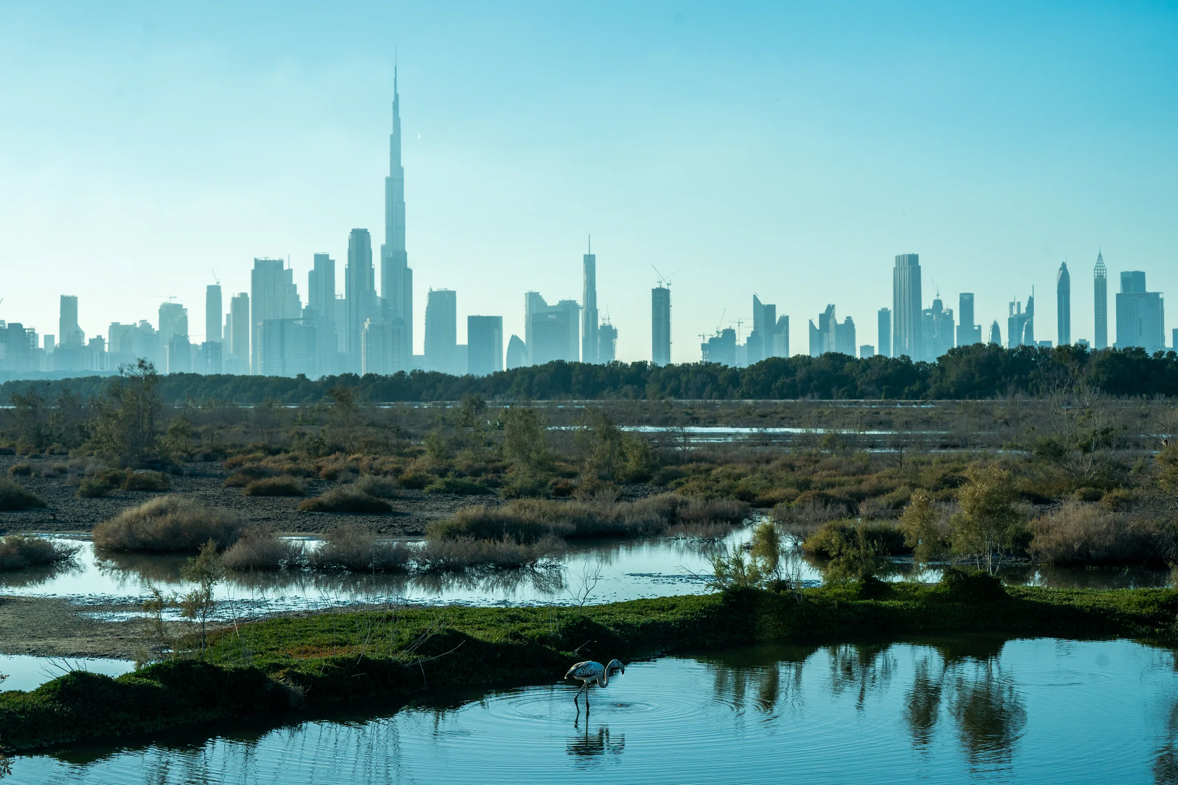The Dubai skyline and Burj Khalifa seen across the wetlands of Ras Al Khor Wildlife Sanctuary