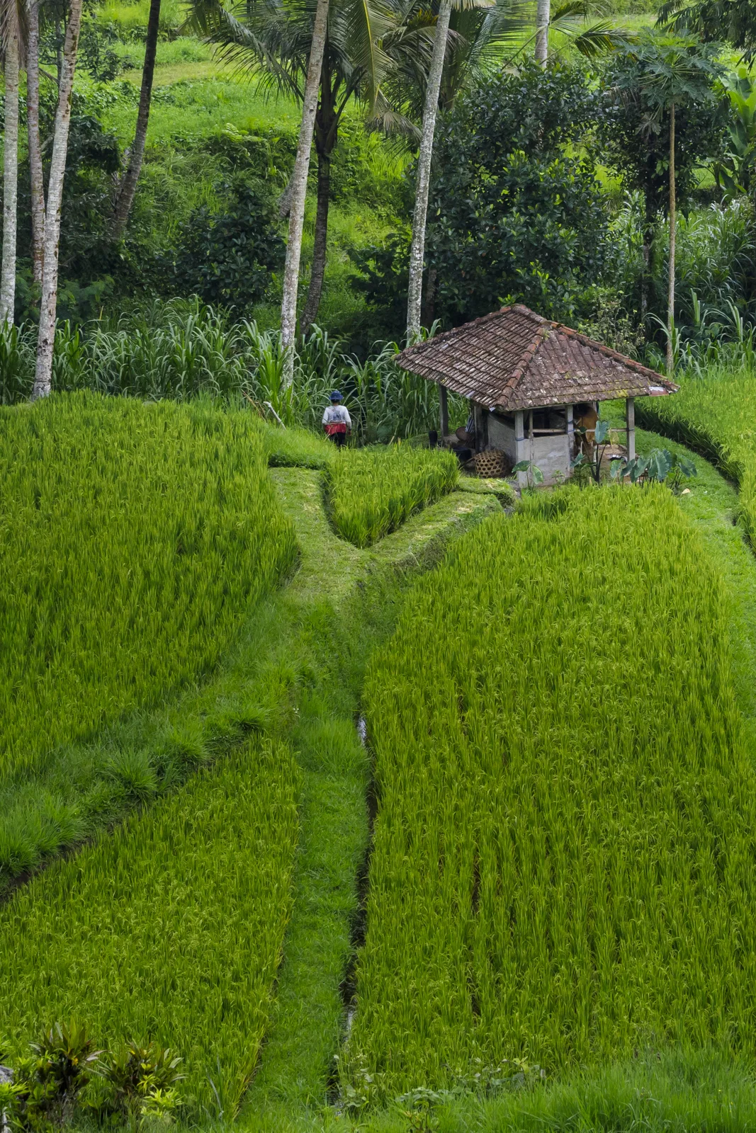 The Jatiluwih rice terraces in Bali, green paddies stepping down a hillside among palm trees