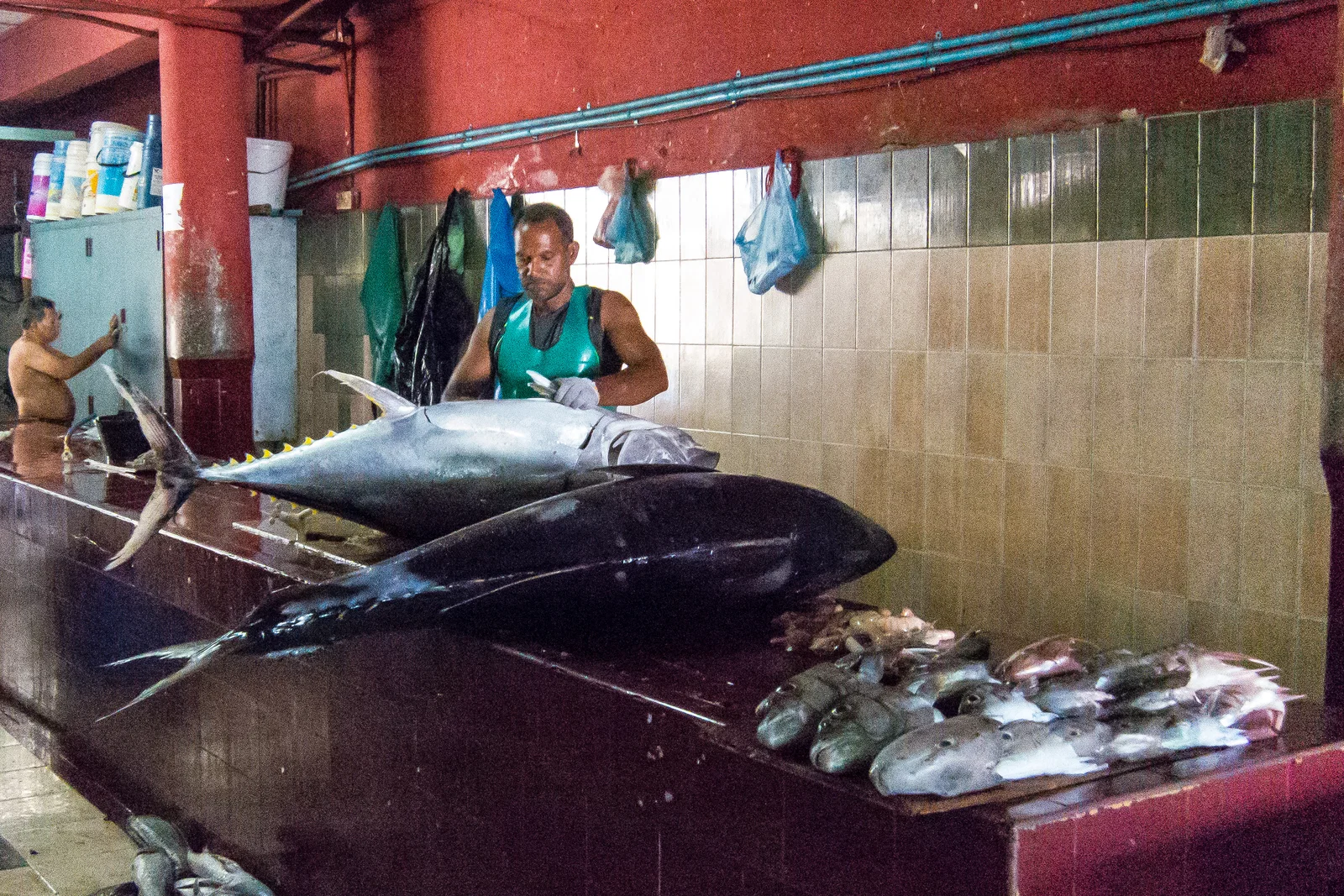 Two large yellowfin tuna on a counter at the Malé fish market